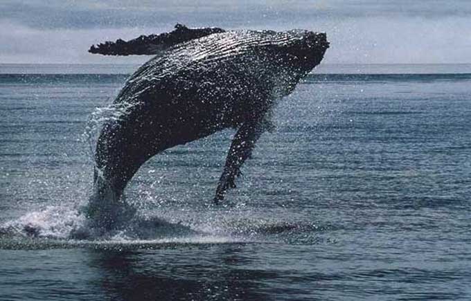 Sauvetage d'une baleine prise dans un filet de pêche
