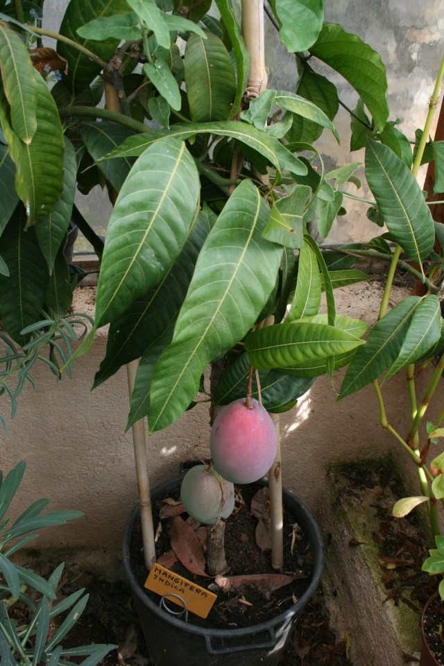 planter un manguier en france