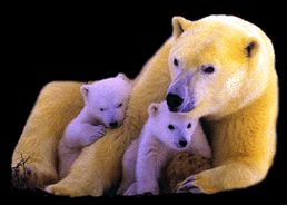 gifs dans gifs 16846610