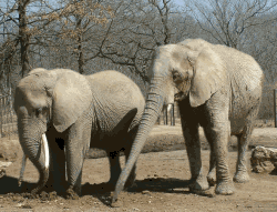 gifs dans gifs 17324810