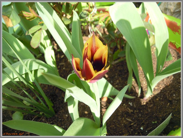 http://i42.servimg.com/u/f42/09/02/90/60/tulipe10.jpg