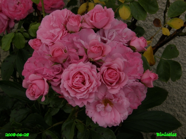 Les belles roses de ..... dans Fleurs et plantes belles23