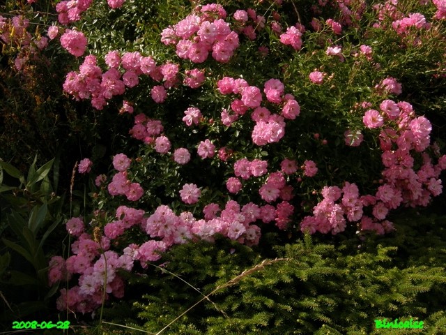 Roses en Picardie. dans Fleurs et plantes belles29