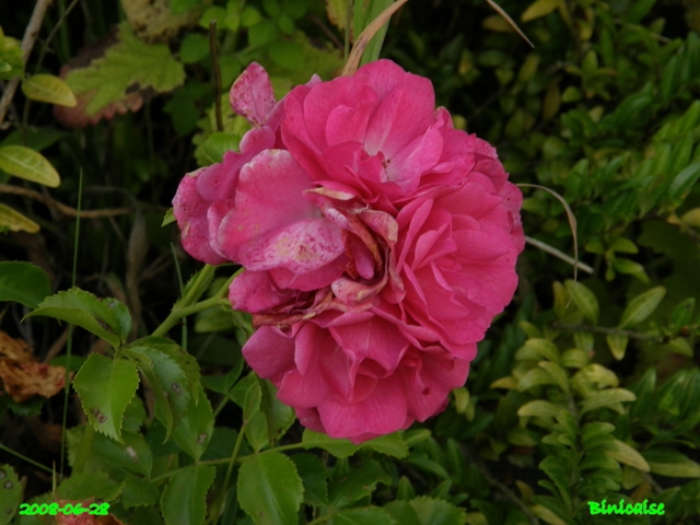 Roses picardes. dans Fleurs et plantes belles32
