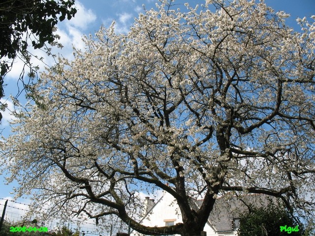 Cerisiers en fleurs. dans Fleurs et plantes cerisi10