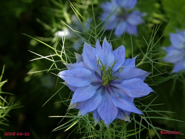 Le bleu dans le jardin. 1 dans Fleurs et plantes le_ble10