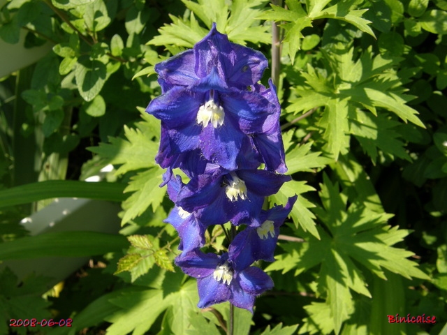 Le bleu dans le jardin. 2.  dans Fleurs et plantes le_ble11