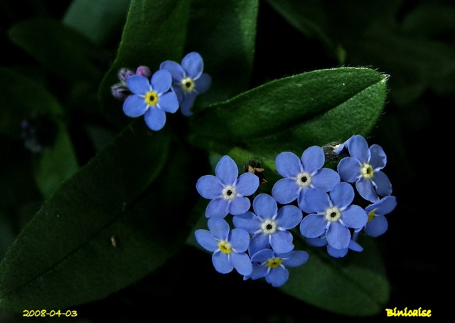 Bleu, blanc, rose. dans Fleurs et plantes myosot10