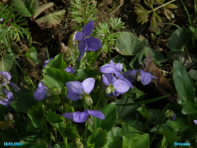 Timides violettes. dans Fleurs et plantes p3183810