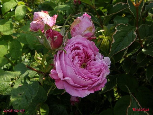 Les roses anciennes de mon jardin 2. dans Fleurs et plantes rosier12
