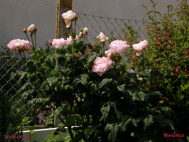 Les roses anciennes de mon jardin 3. dans Fleurs et plantes rosier15