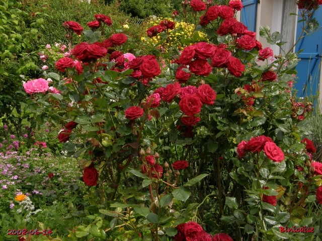 Rosiers buissons rouges.. dans Fleurs et plantes rosier16