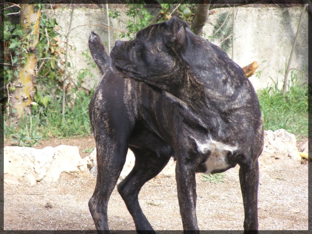 poupée lol animaux