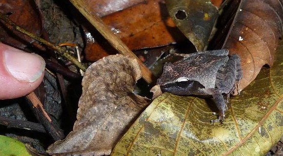 Rough-backed forest frog