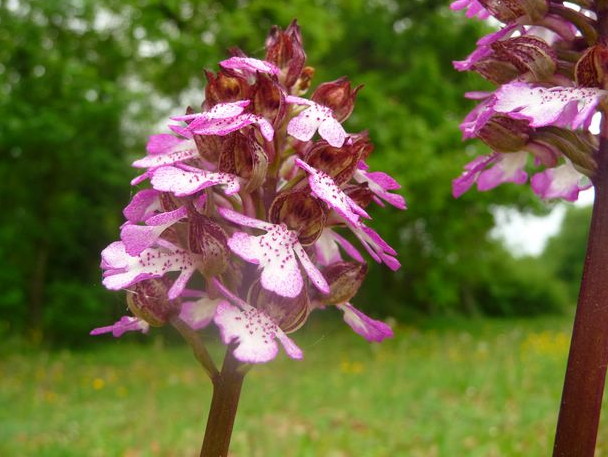 Orchidée Draché