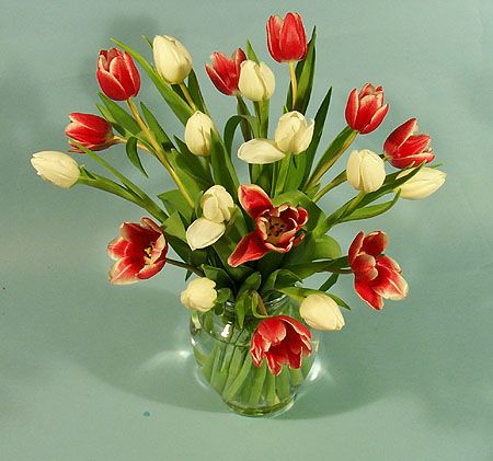 http://i42.servimg.com/u/f42/12/02/45/58/tulips10.jpg