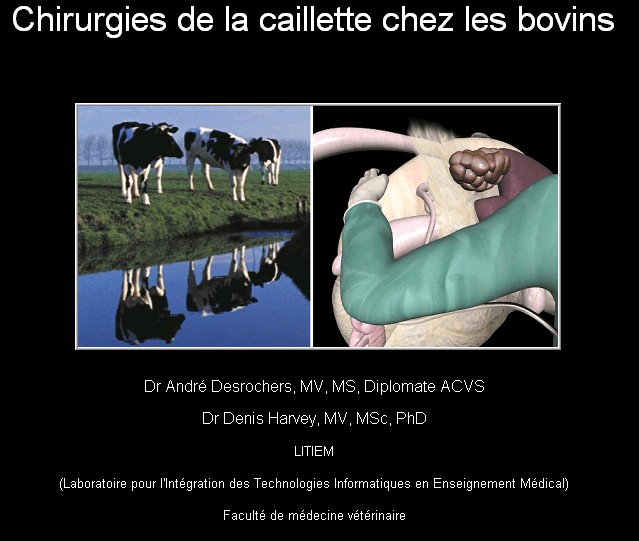 caille10.jpg