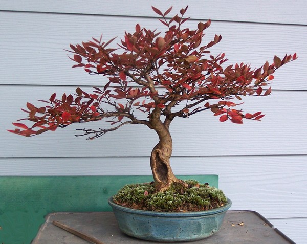 Image result for crape myrtle bonsai