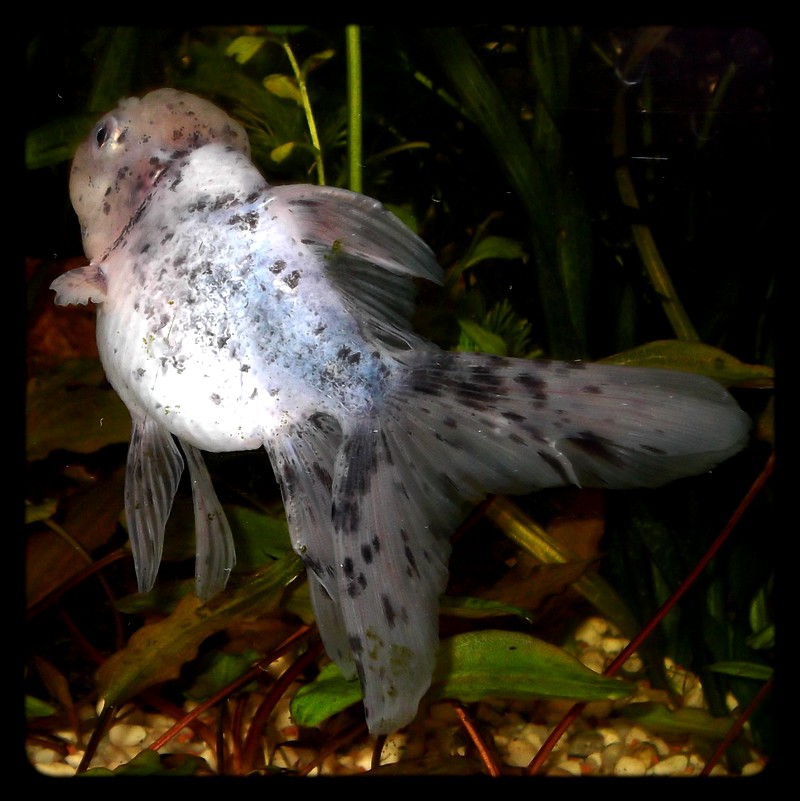 Silver Oranda