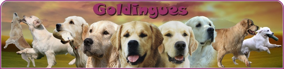 Forum : Goldingues