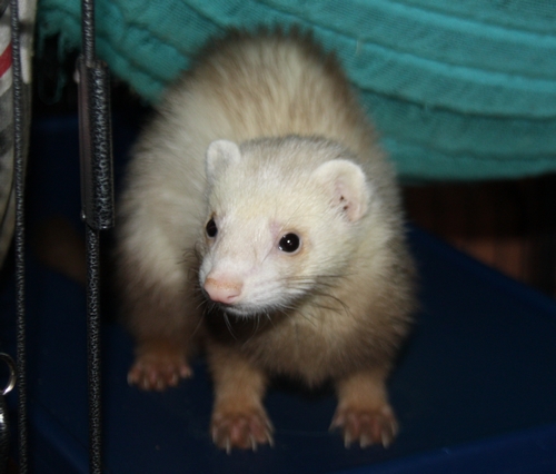 rencontre furet chaton