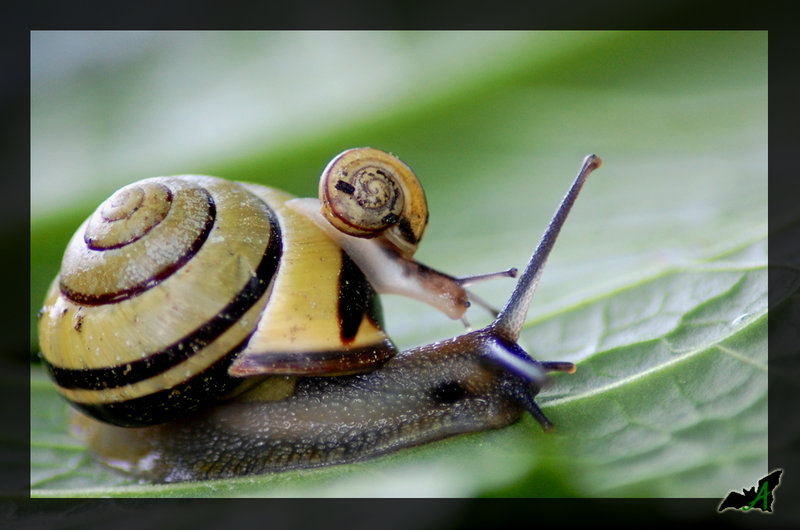 snails10.jpg