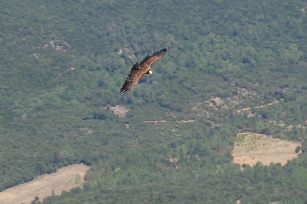 Image hébergée par servimg.com
