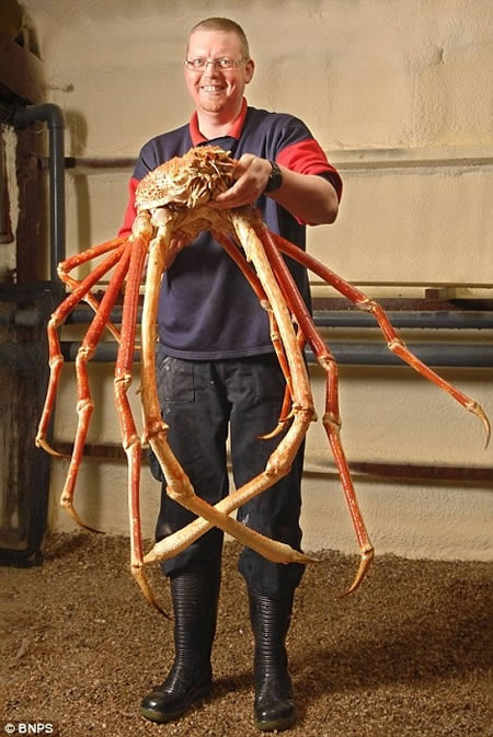 crabe110.jpg