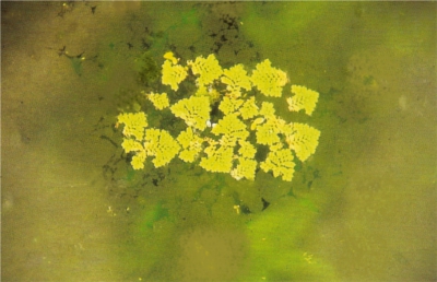 algues15.jpg