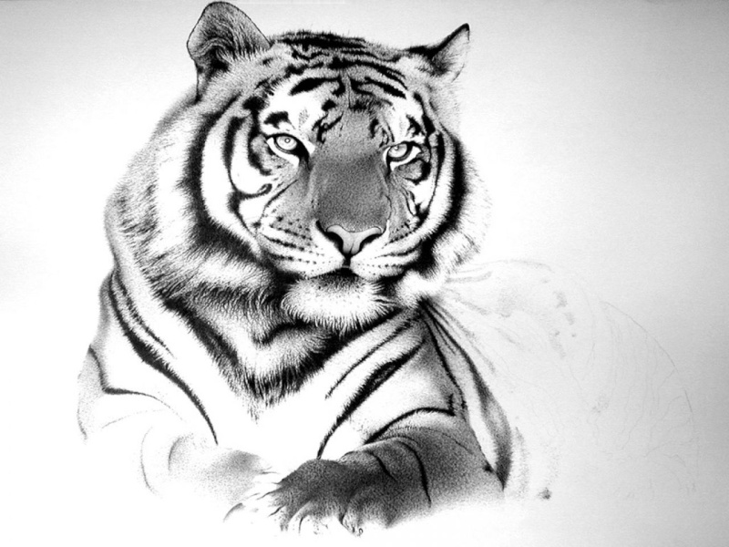 tigres11.jpg