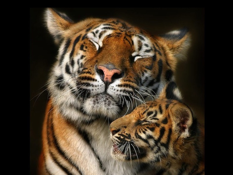 tigres15.jpg